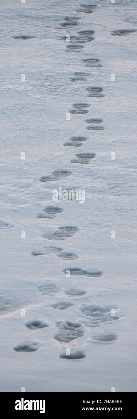 Norwegen, hohe Arktis. Bärenpfoten-Abdrücke (WILD: Ursus maritimus) auf Meereis. Stockfoto