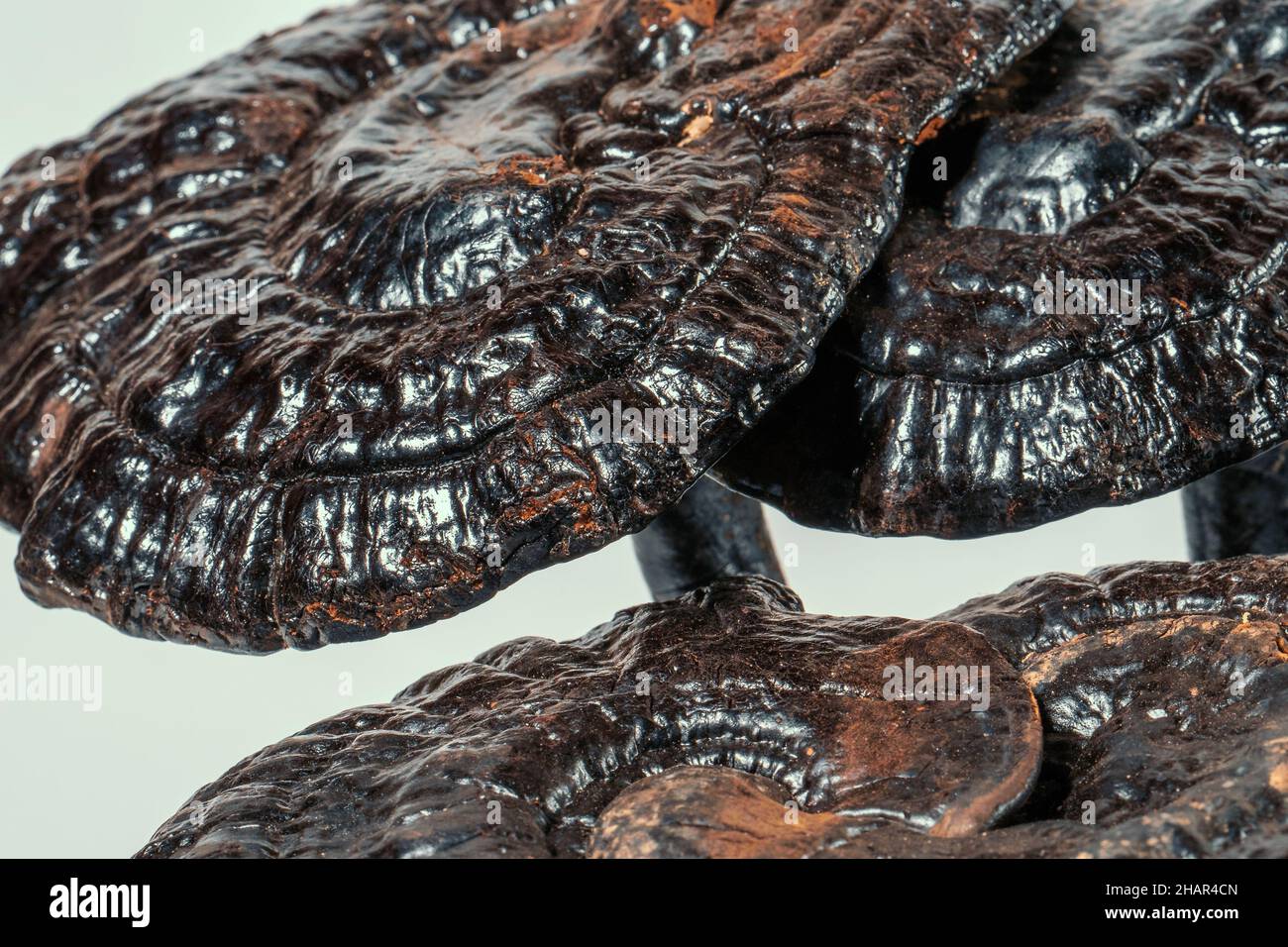 Getrockneter Lingzhi- oder Ganoderma Lucidum- oder Reishi-Pilz auf Weiß. Asiatische Kräuter für die Gesundheit. Stockfoto