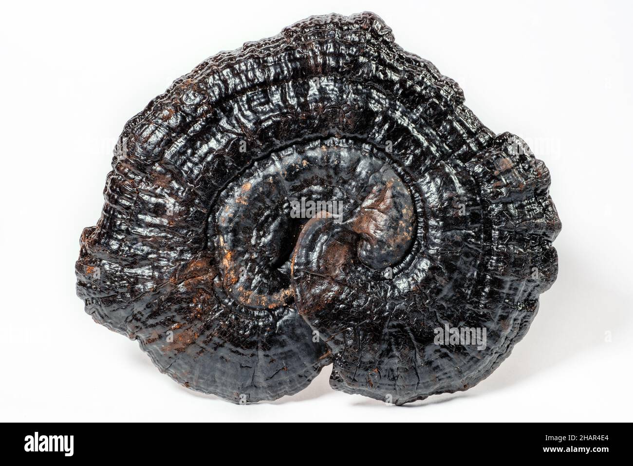 Getrockneter Lingzhi- oder Ganoderma Lucidum- oder Reishi-Pilz auf Weiß. Asiatische Kräuter für die Gesundheit. Stockfoto