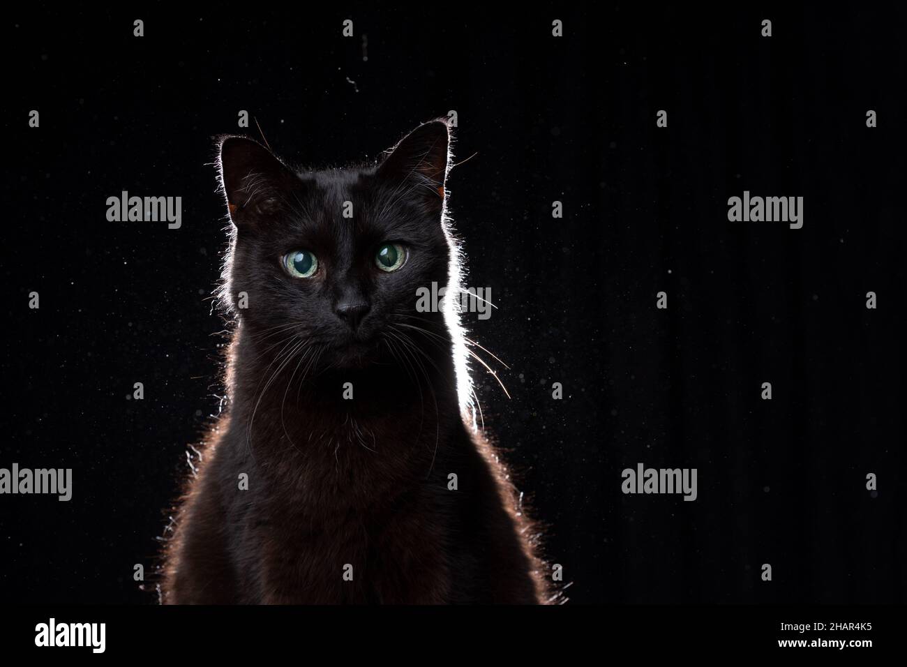 Blindes schwarzes Katzenportrait auf schwarzem Hintergrund in staubiger Hintergrundbeleuchtung mit Kopierbereich Stockfoto