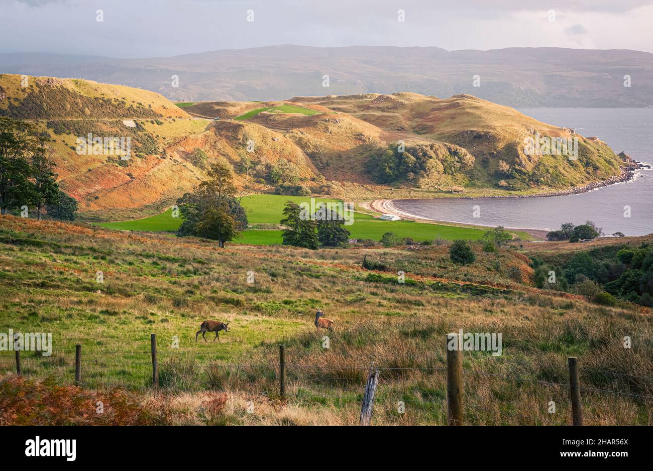 Hirsche grasen an der wunderschönen Bucht Camas nan Geall auf der Ardnamurchan Peninsula in West Schottland. Stockfoto