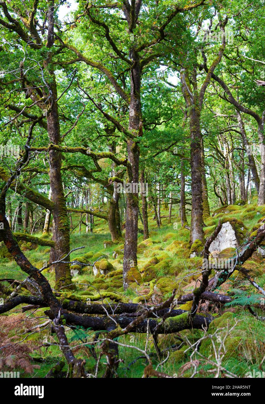 Das Ariundle-Eichenholz-Naturschutzgebiet, eine Besucherattraktion in Schottland, ist ein Überbleibsel uralter Wälder, die einst die europäische Atlantikküste umdeckten Stockfoto