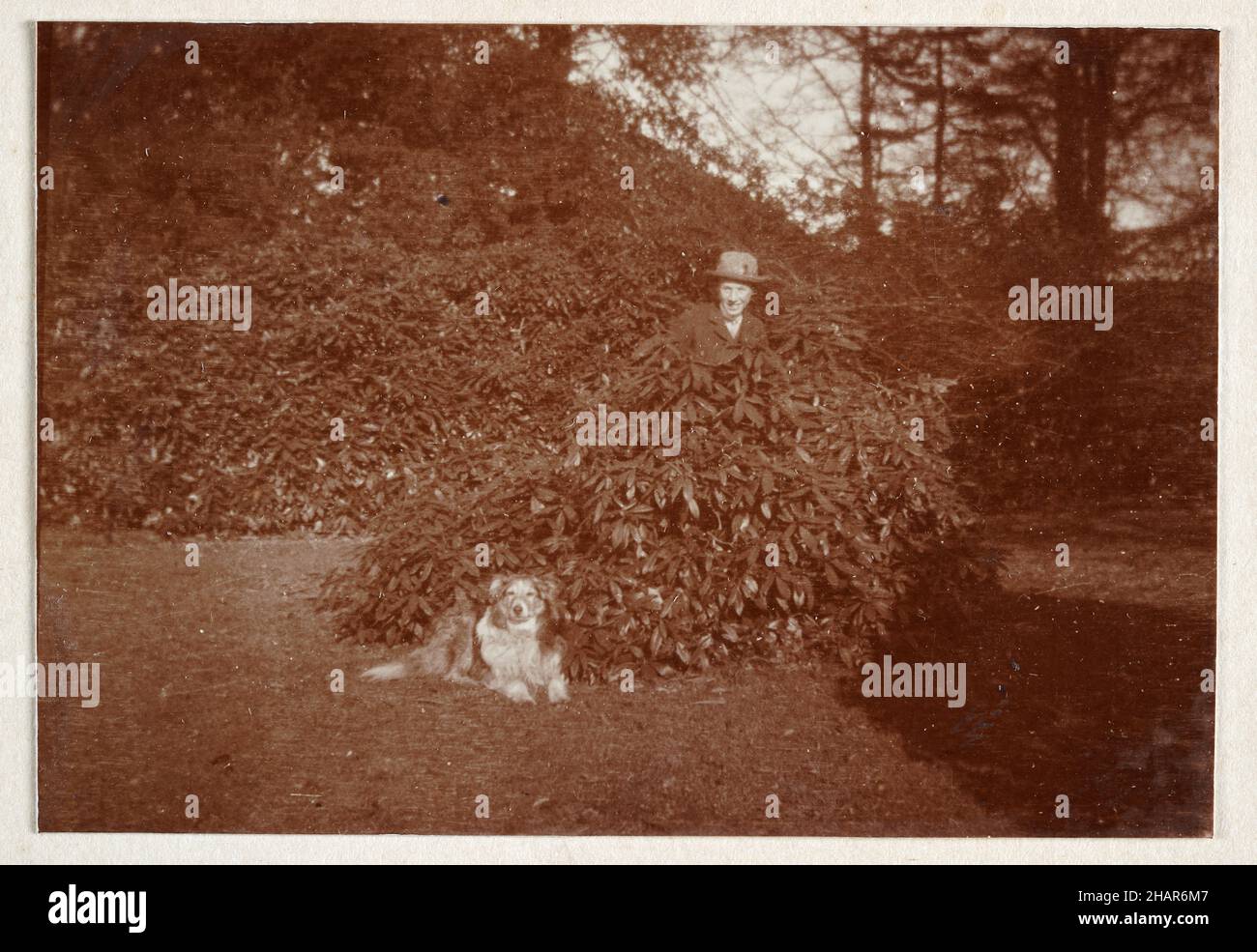 Vintage-Momentaufnahme eines Teenage-Jungen, der sich hinter Busch versteckt, Haustierhund, Edwardian England 1905 Stockfoto