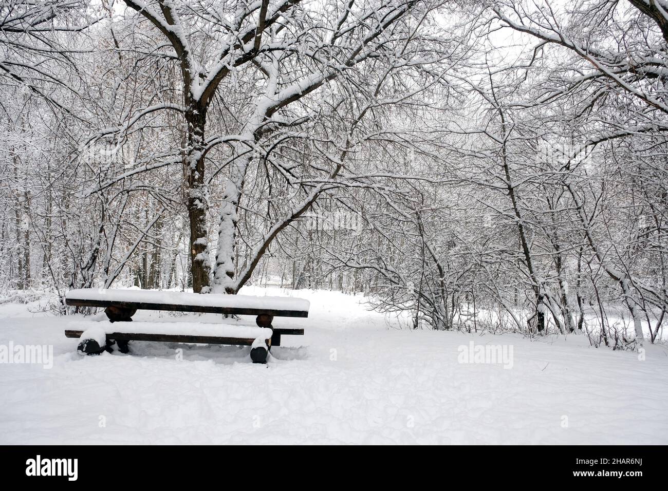 Ruheplatz im verschneiten Wald mit vielen Bäumen mit Ästen im Schnee rund in bewölktem Wintertag Stockfoto