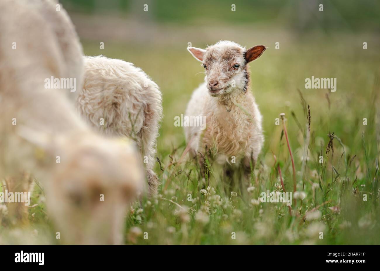 Kleine ouessant (oder Ushant) Schafe Lamm grasen auf Dandelion Stiele, ein weiteres Tier in der Nähe Stockfoto