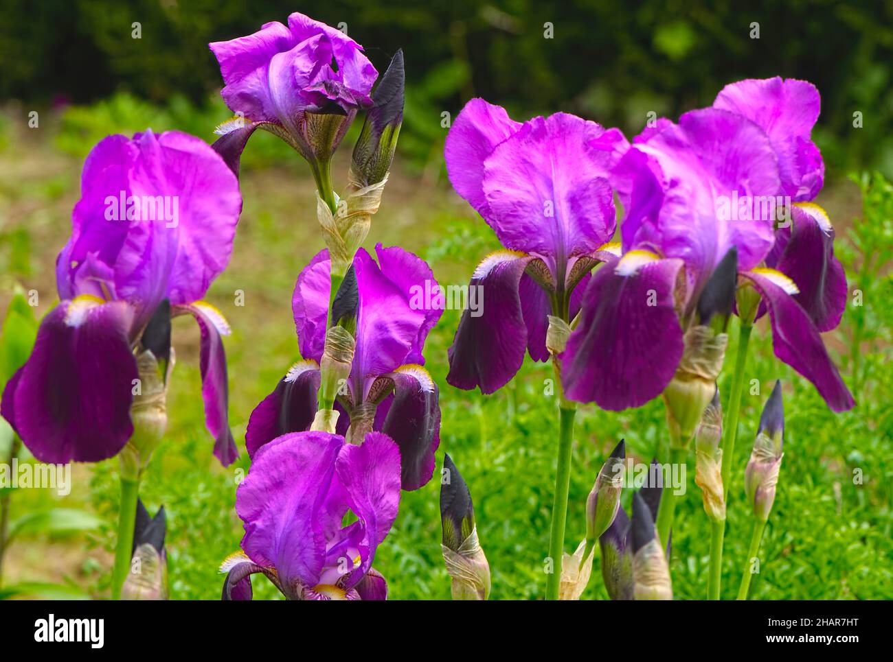 Bärtige Purpurlilie (Iris x germanica) in einer Gartenanlage 2. Stockfoto