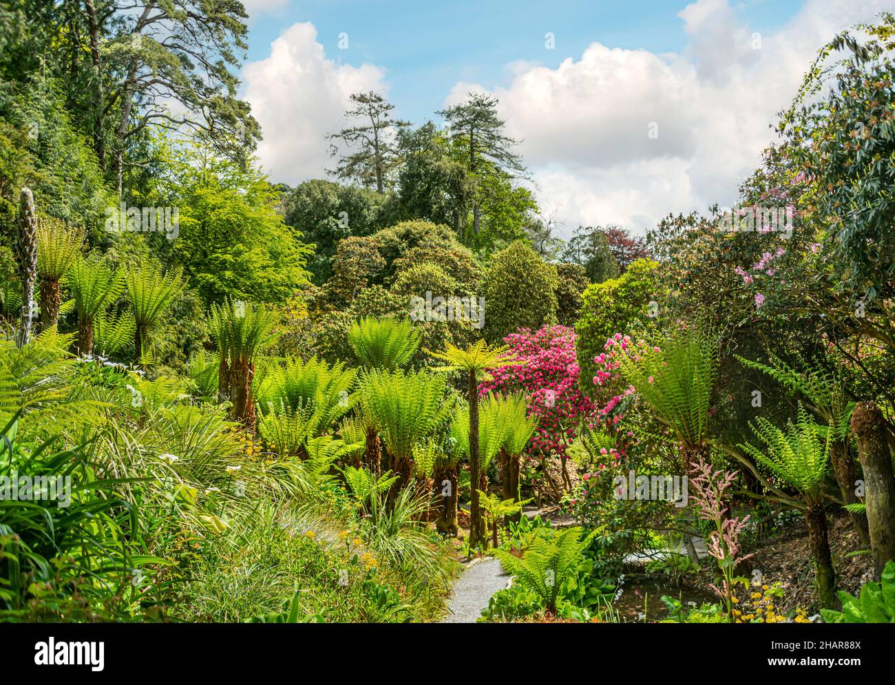 Subtropischen Cascade-Wasser-Garten im Zentrum von Trebah Garden, Cornwall, England, UK Stockfoto