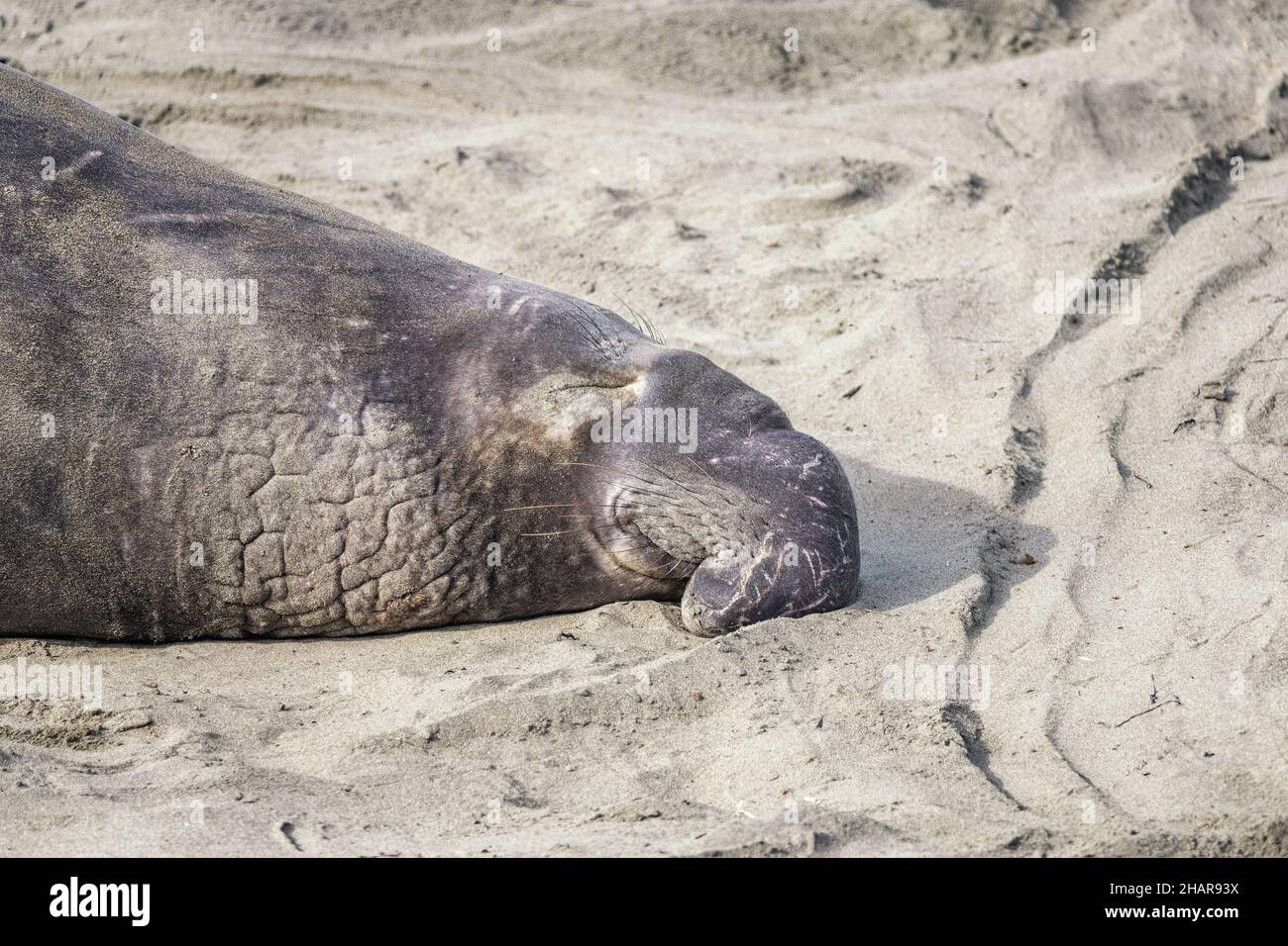 Ein männlicher Seal der Nordelefanten (Mirounga angustirostris) sonnt sich in der Piedras Blancas Rookery in San Simeon, CA. Stockfoto