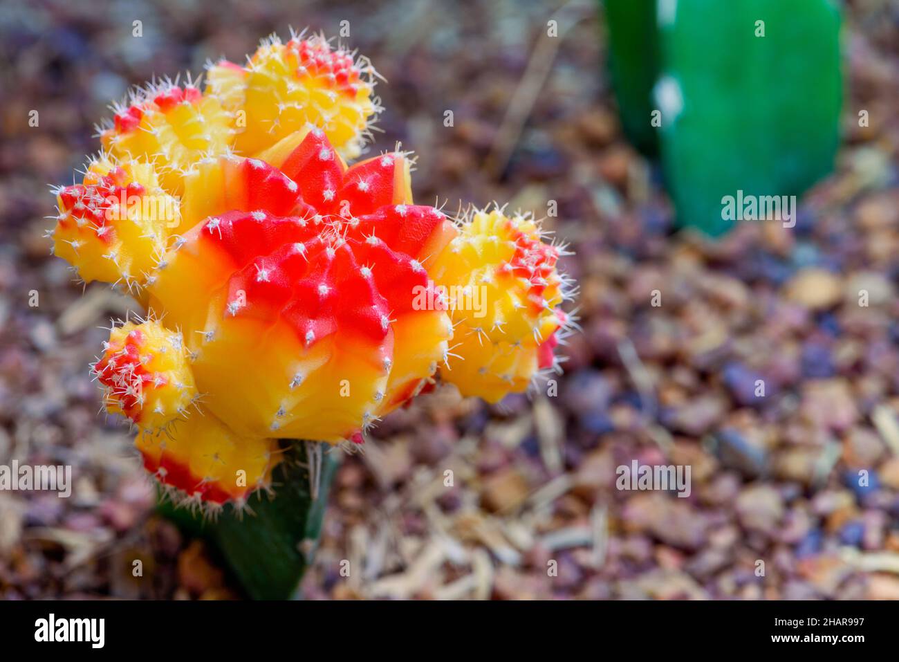 Kleine Kaktus mit schnen rote Blume auf der Oberseite. Cactus, stehend auf  einem Boden in einem botanischen Garten Stockfotografie - Alamy