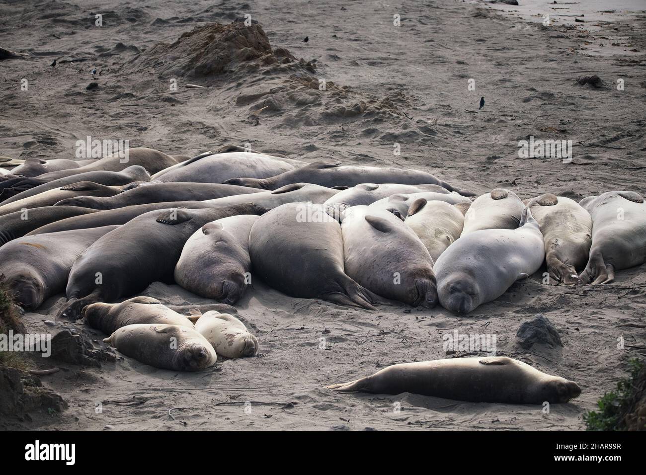 Ein Harem von Northern Elephant Seals (Mirounga angustirostris) sonnt sich in der Piedras Blancas Rookery in San Simeon, CA. Stockfoto