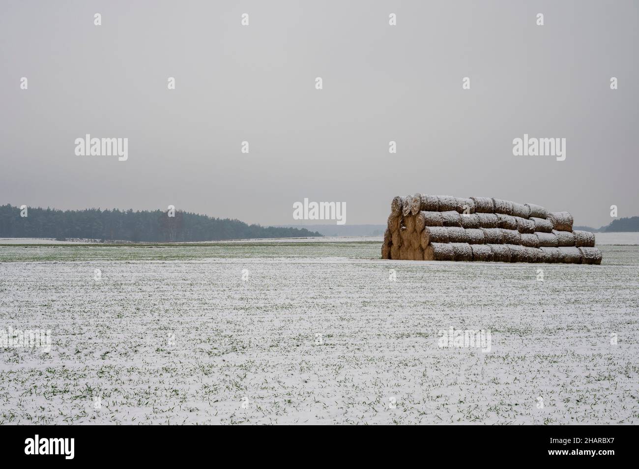 Gefrorenes Heu blieb im Feld für den Winter unter dem Schnee liegen. Stockfoto