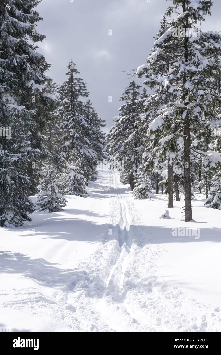 Winterlandschaft in den Bergen. Bäume im Wald mit Reif und Schnee bedeckt. Isergebirge, Jakuszyce, Polen, Europa. Stockfoto