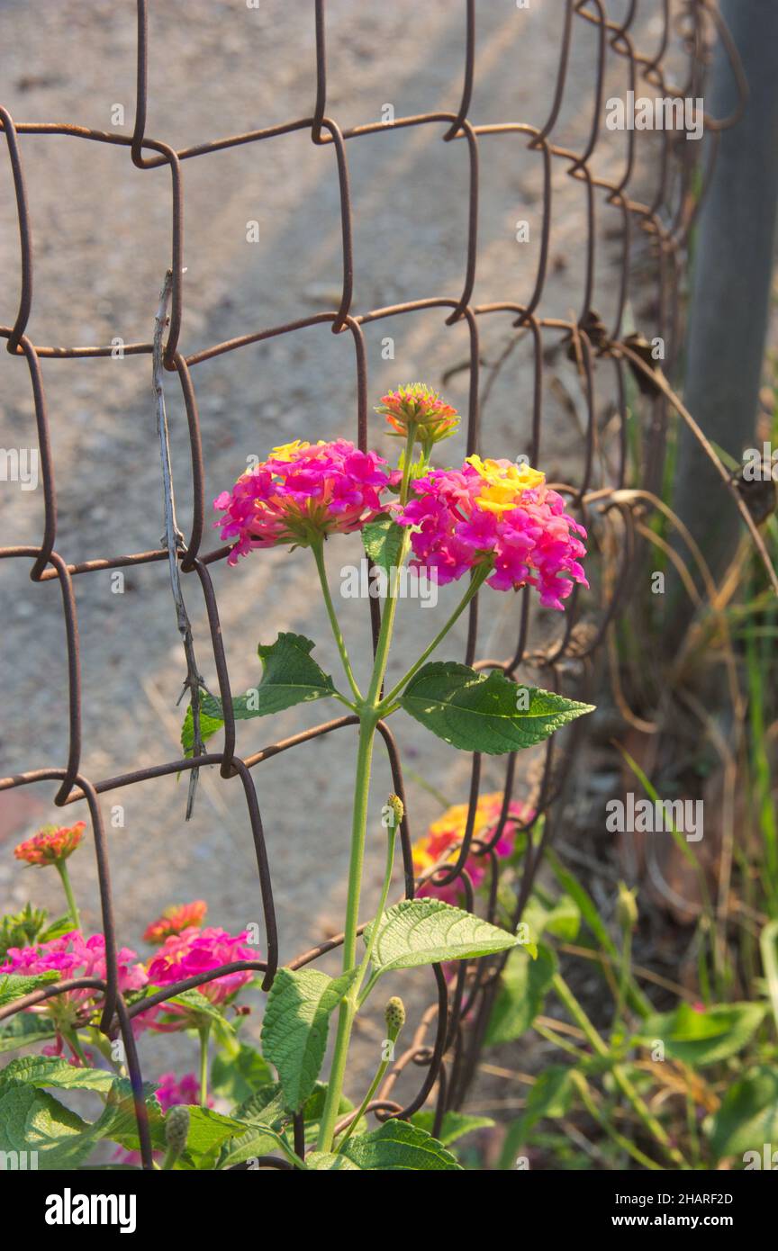 Nahaufnahme der gelben und violetten Blüten einer spanischen Flaggenpflanze, Lantana Camara, neben einem Gartenzaun. Bild mit Kopierbereich Stockfoto