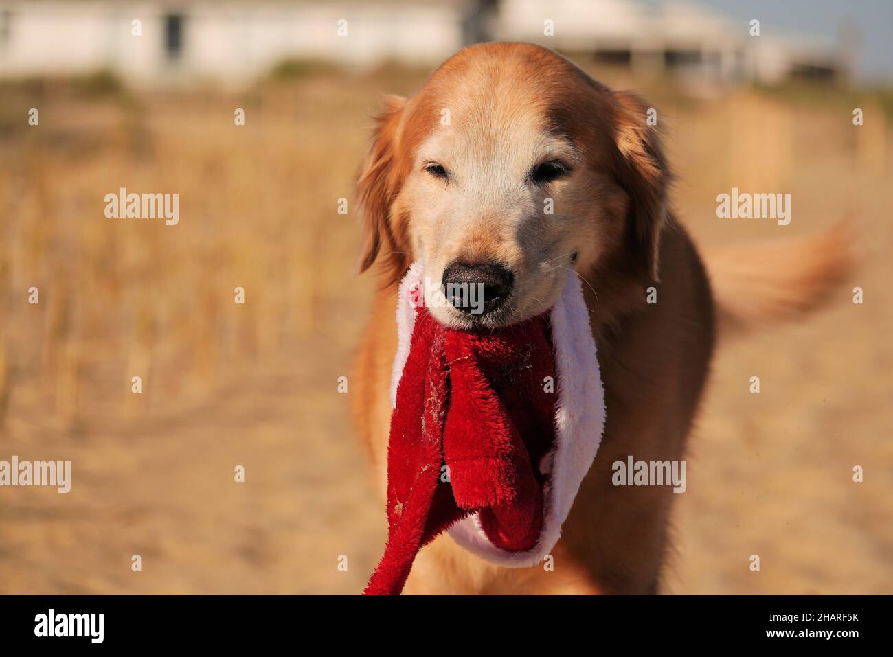 Golden Retriever trägt Weihnachtsmütze am Strand Stockfoto