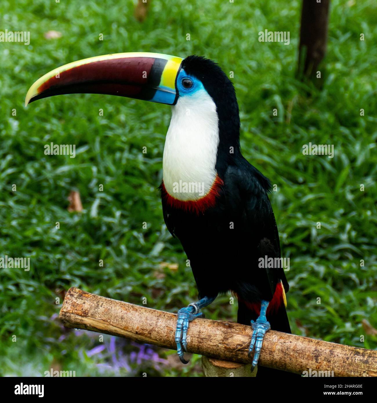 Toucan im brasilianischen Amazonas-Regenwald. Fotografiert in Belem, Bundesstaat para, Brasilien. Stockfoto