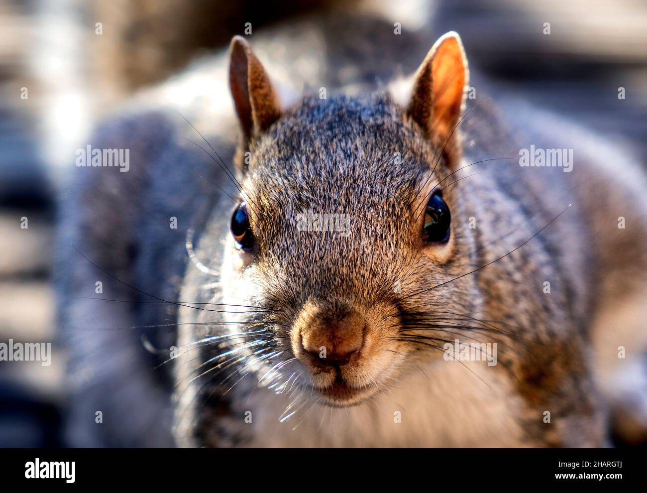 Nahaufnahme eines Eichhörnchen auf dem Hinterhof Deck Stockfoto