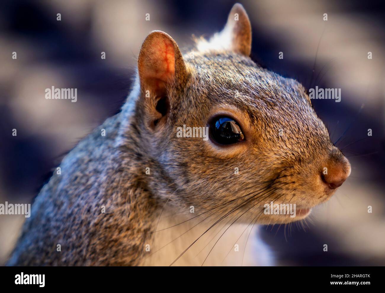 Nahaufnahme eines Eichhörnchen auf dem Hinterhof Deck Stockfoto