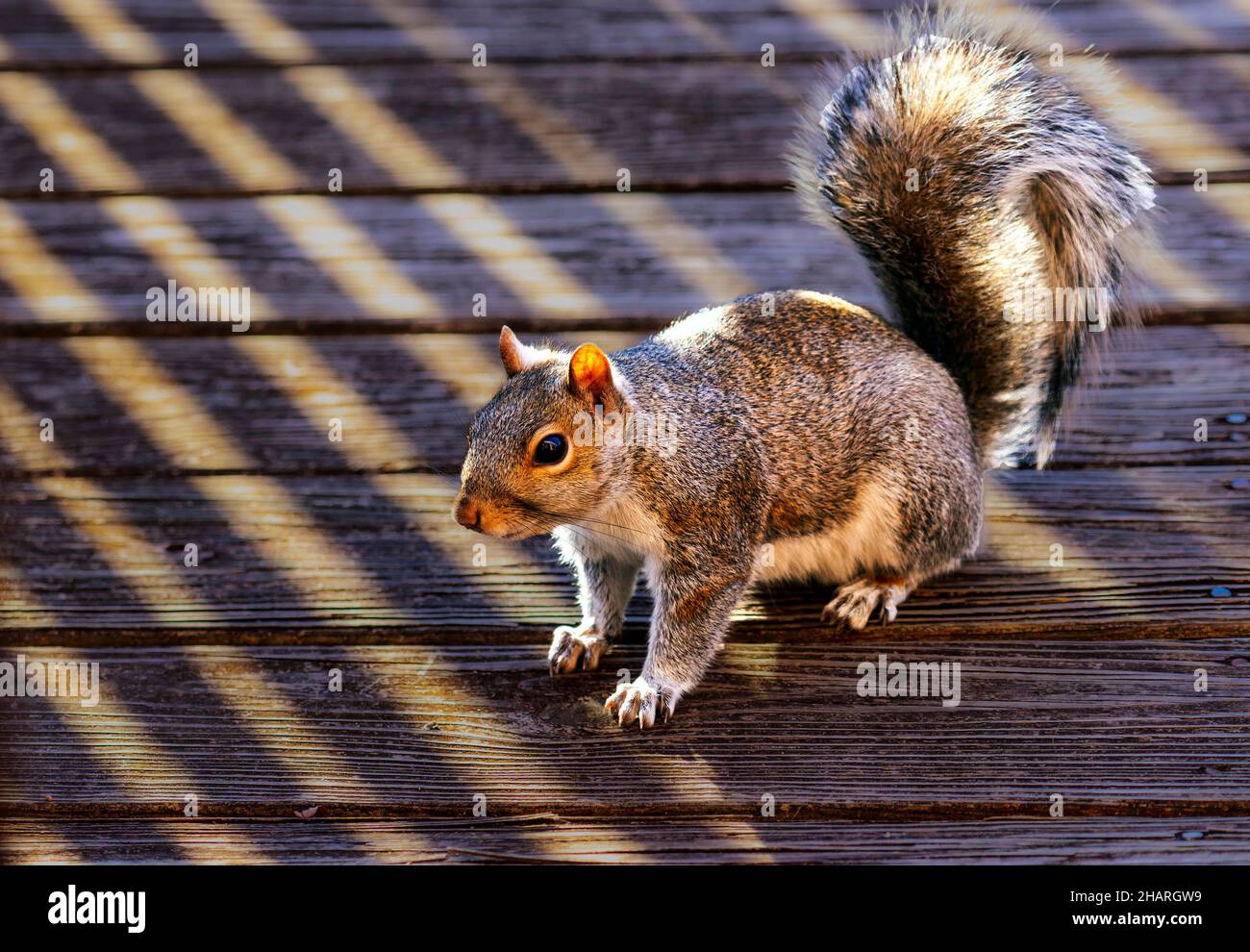Nahaufnahme eines Eichhörnchen auf dem Hinterhof Deck Stockfoto