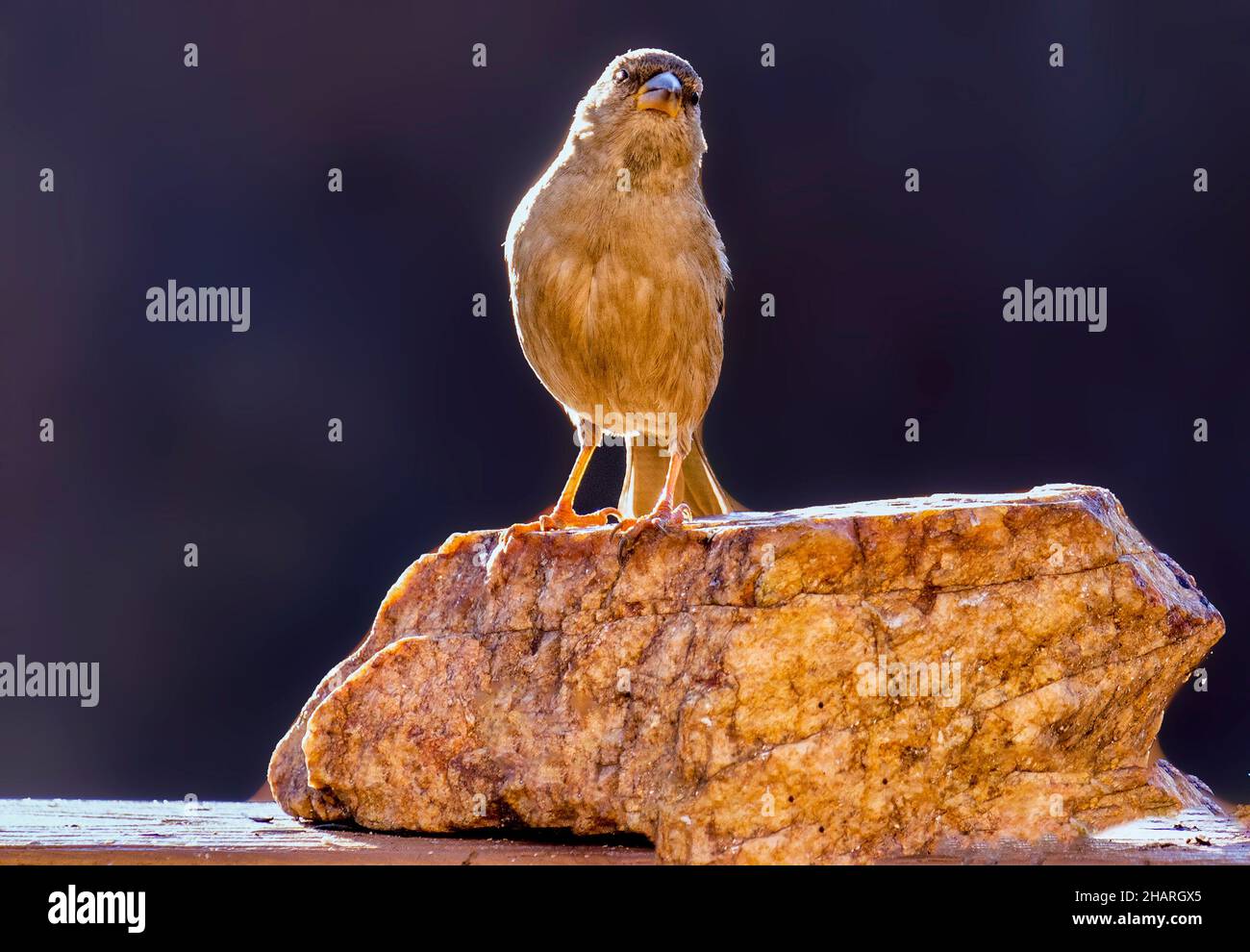 Sperling auf einem Felsen Stockfoto