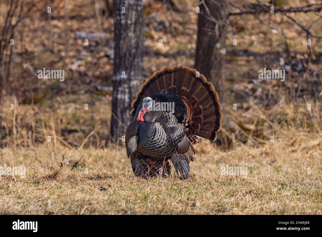Östlichen wilde Türkei in Nordwisconsin. Stockfoto