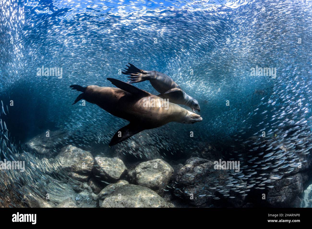 California Sea Lions in Los Islotes, La Paz, Baja California Sur Stockfoto