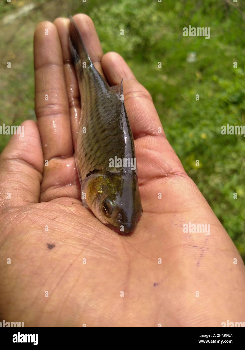 Vertikale Aufnahme einer Hand, die einen lebendigen Fisch hält Stockfoto