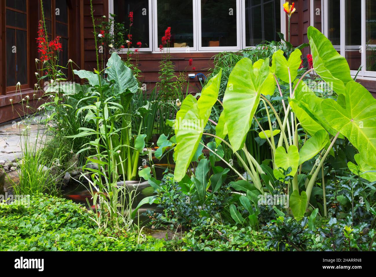 Dichromena colorata Fotos und Bildmaterial in hoher Auflösung Alamy