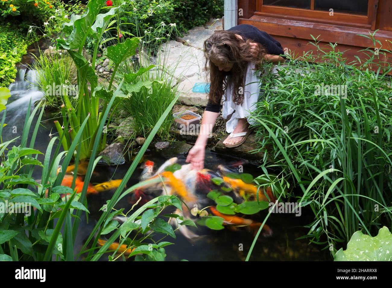 Dichromena colorata Fotos und Bildmaterial in hoher Auflösung Alamy