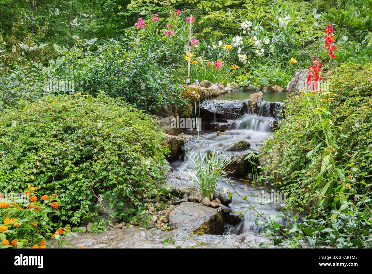 Teich mit Wasserfall umrandet von Stephanandra, rosa magenta Bletilia striata, rote Lobelia, Tulbaghia violacea - Rosa Agapanthus, Cotoneaster. Stockfoto