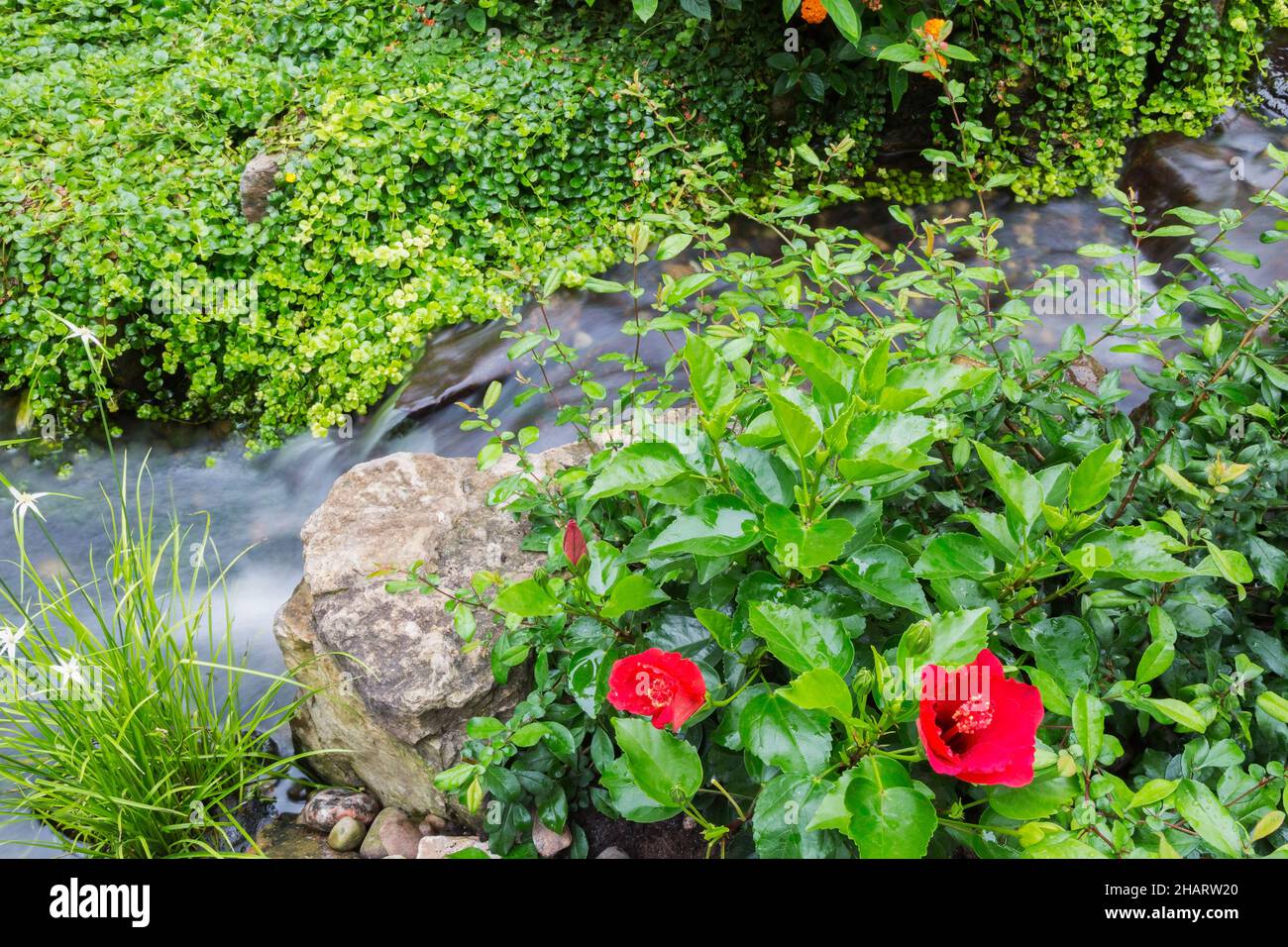 Lysimachia nummularia 'Aurea' - Loosestrife und rote Hibiskusblüten neben dem Bach mit Wasserfall im Garten. Stockfoto