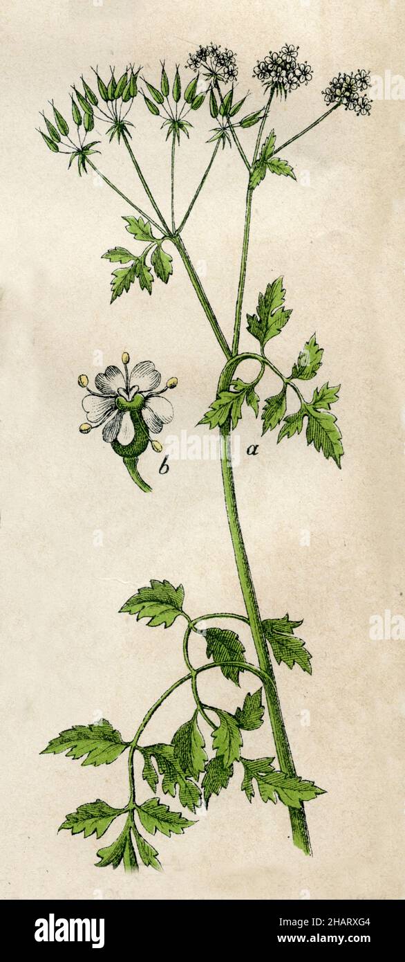 , (Botanikbuch, 1879), Stockfoto