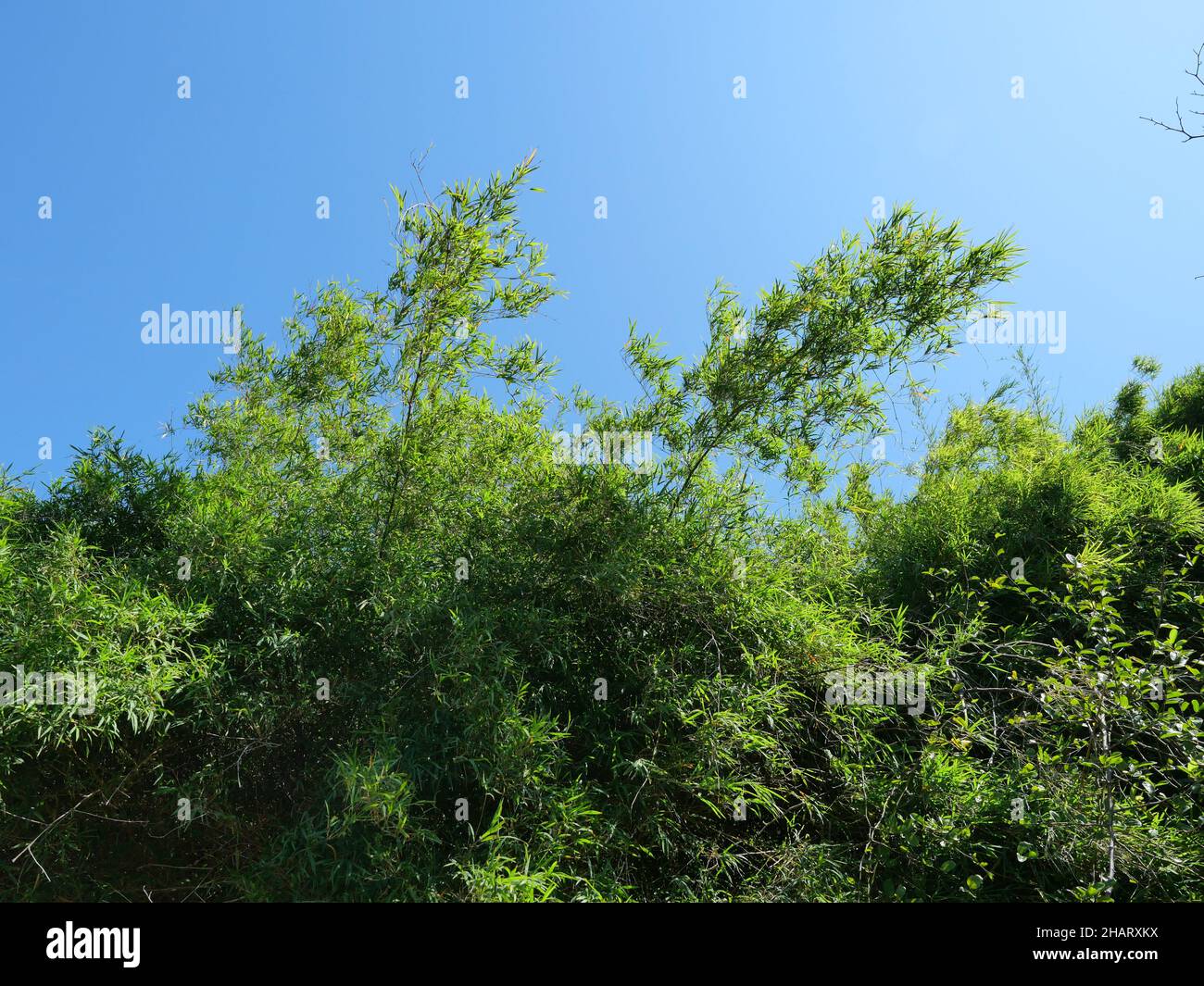 Die Spitze des grünen Busches aus Bambus-Baum, Pflanzen Blätter mit blauen Himmel im Hintergrund Stockfoto