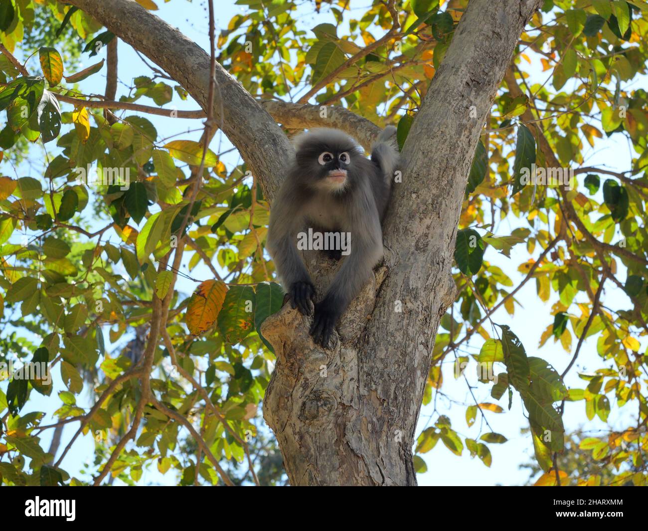 Affe mit dunklem Blatt am Baum, Ein Waldsäuger mit grünen Bäumen und Sträuchern Stockfoto