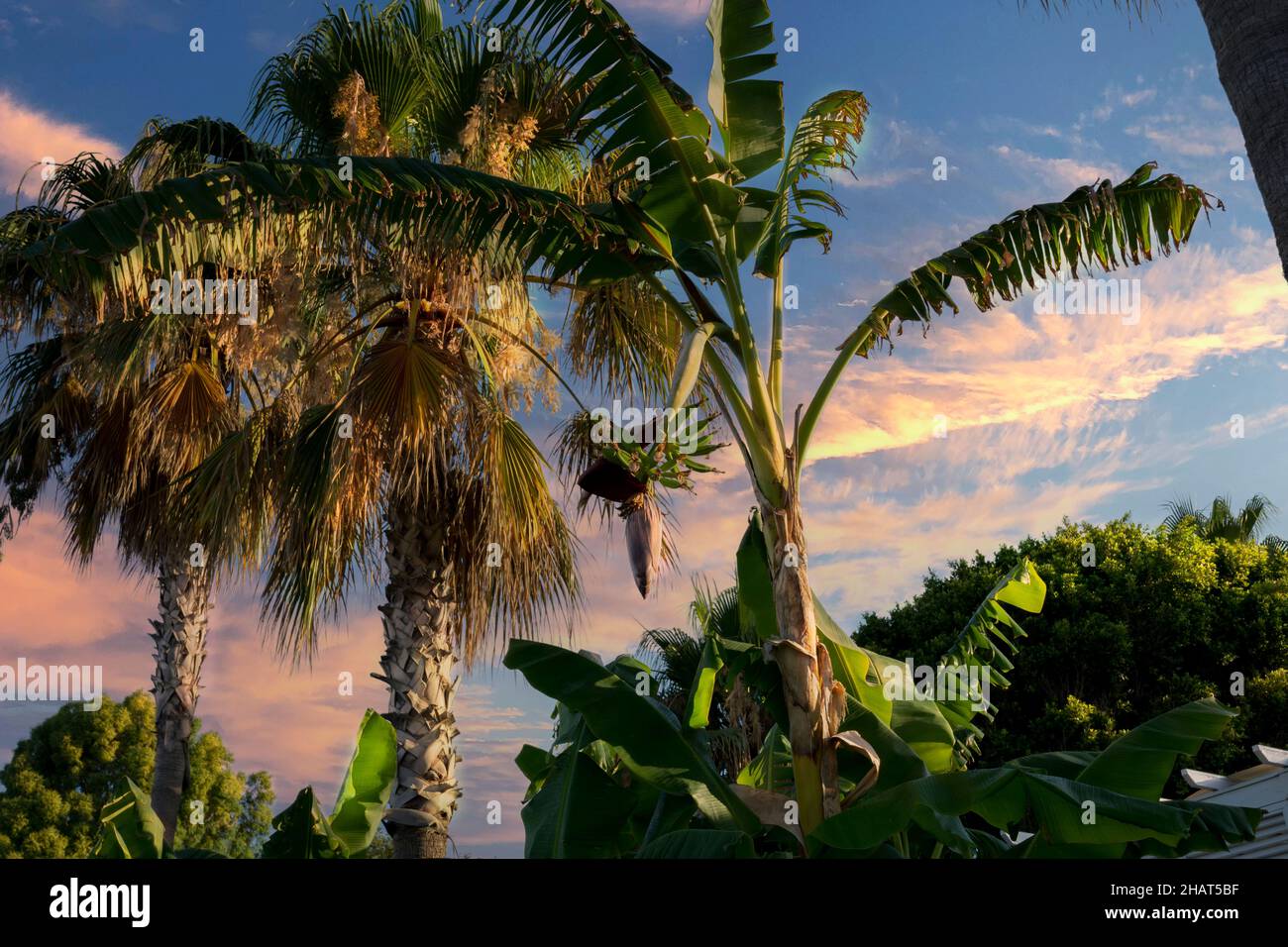 An einem bewölkten Sonnenuntergang Himmel, Palmen und Bananenbaum. Selektiver Fokus Stockfoto