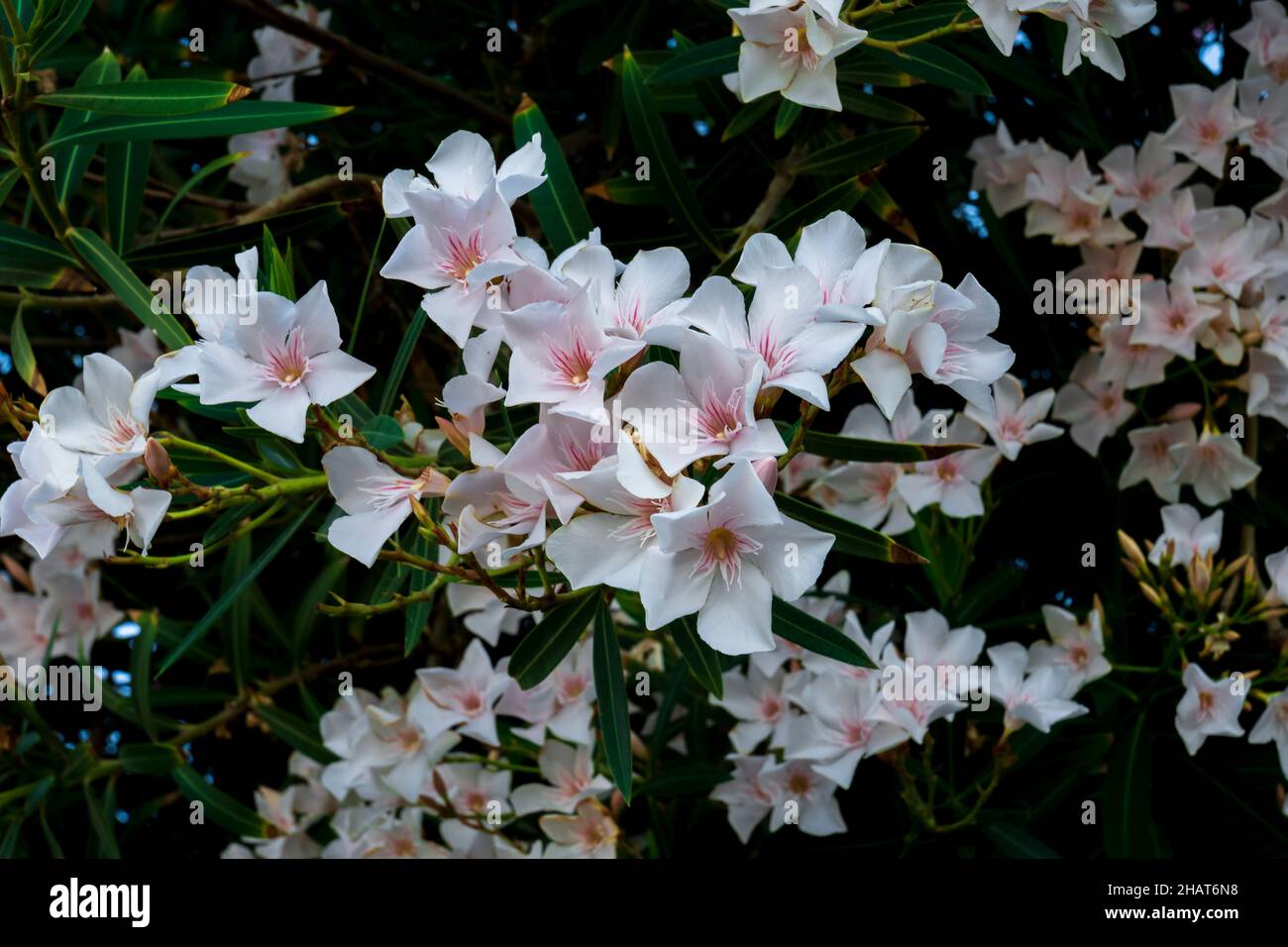Am häufigsten als Oleander oder nerium bekannt, ist ein Strauch oder