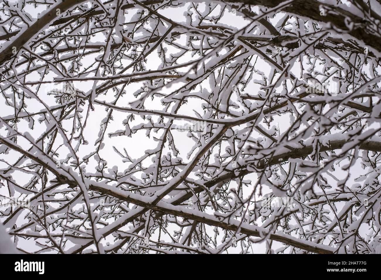 Baumzweige im Schnee in einem Wintergarten, Nahaufnahme Stockfoto