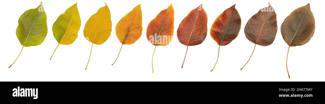 Satz Herbstblätter. Die Blätter sind grün, gelb, rot und braun. Isoliert auf weißem Hintergrund. Stockfoto