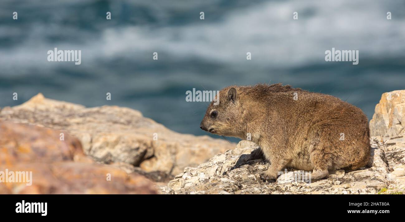 Seitenansicht eines Kap Hyrax (Procavia capensis) in Hermanus, Westkap von Südafrika Stockfoto