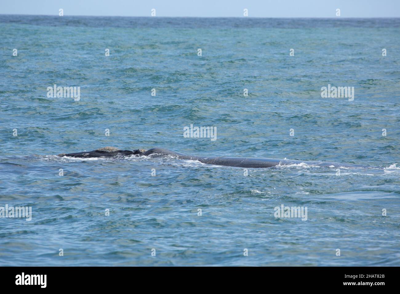 Südlicher rechter Wal in der Walker Bay bei Hermanus in Südafrika Stockfoto