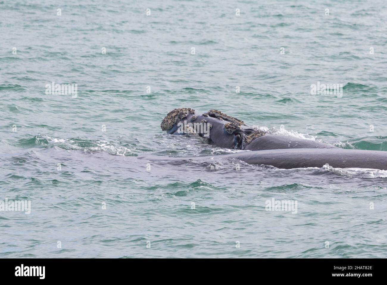 Zwei Wale (Southern Right Whale) in der Walker Bay bei Hermanus in Südafrika Stockfoto