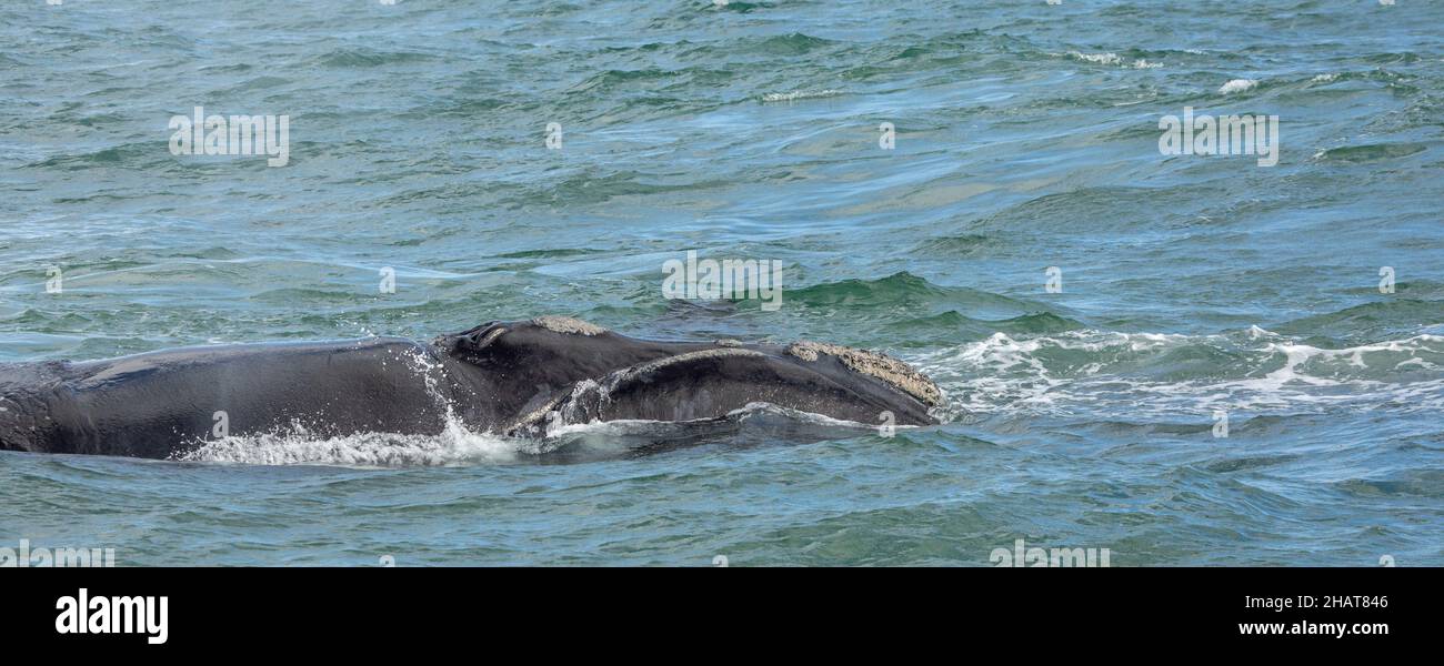 Südlicher rechter Wal (Eubalaena australis) in der Walker Bay bei Hermanus Stockfoto