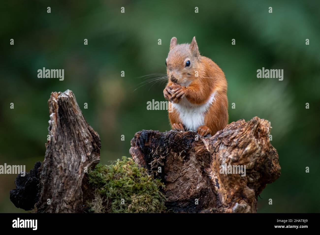 Ein rotes Eichhörnchen sitzt auf einem alten Baumstumpf und frisst eine Haselnuss Stockfoto