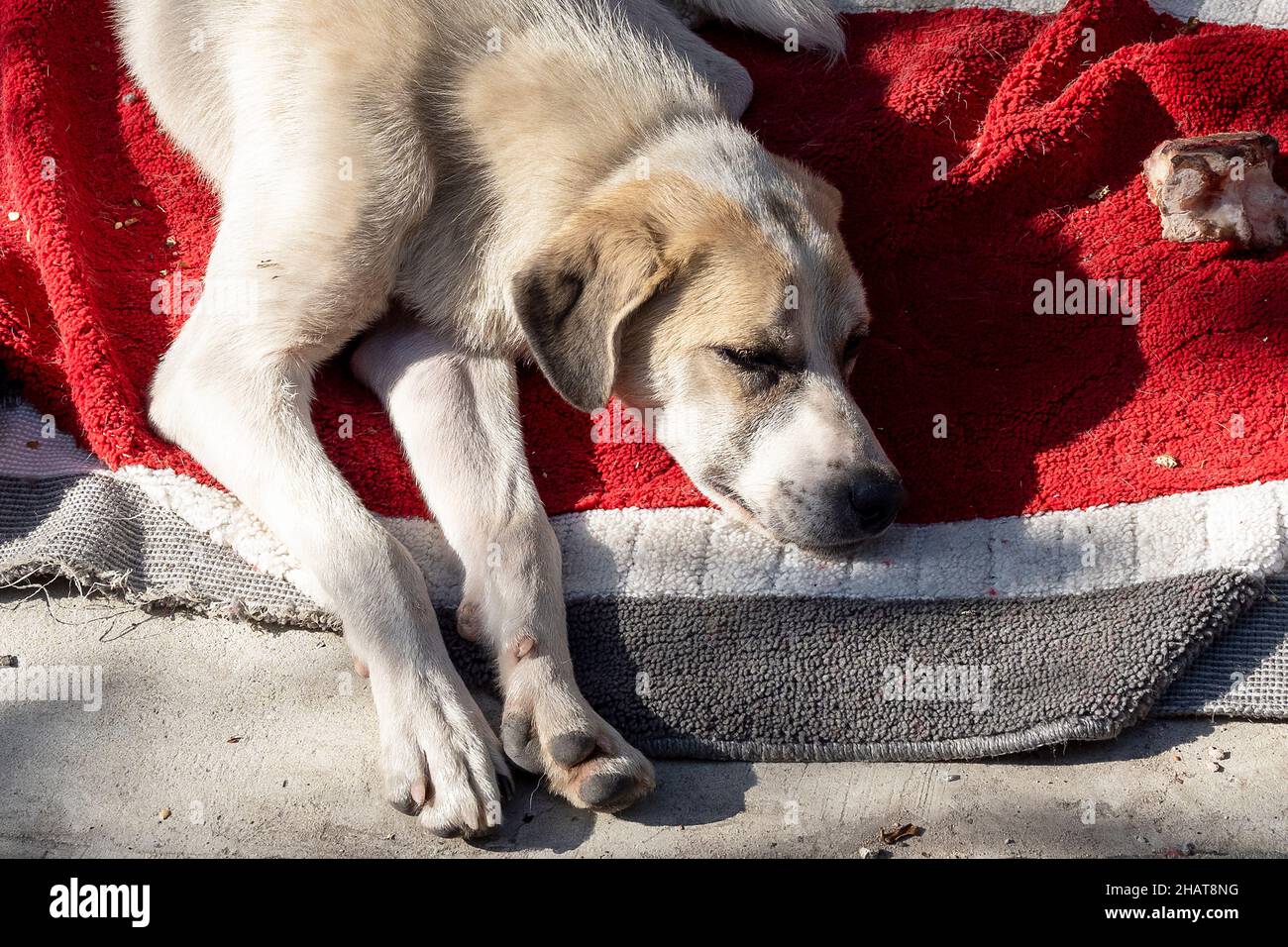 Nahaufnahme eines großen Hund liegt auf einem Teppich in einer Straße Stockfoto