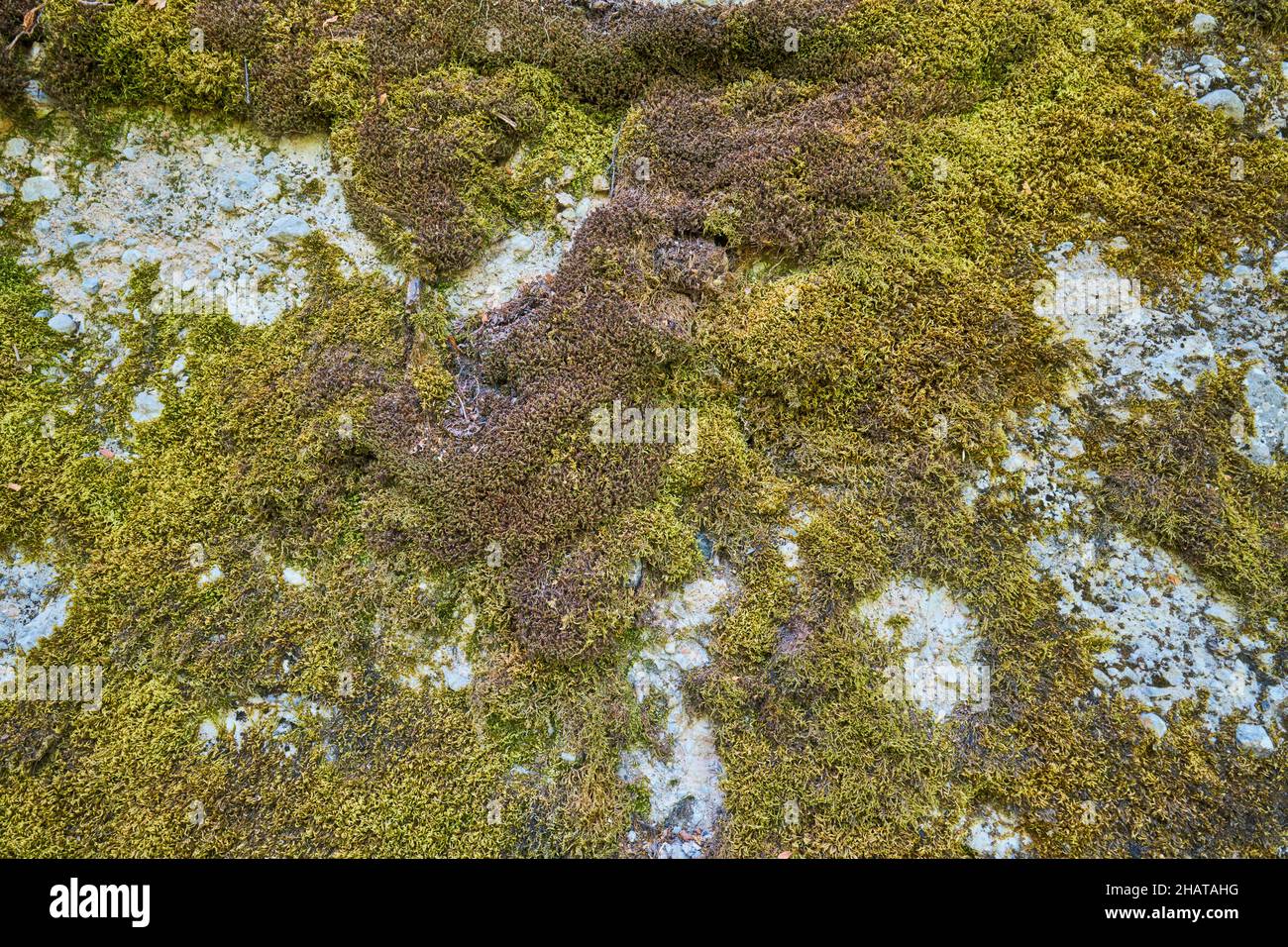 Grünes Moos wächst auf einem Felsen in der Nähe eines Wanderweges. Im Gebiet des Charvak-Sees in der Nähe von Taschkent, Usbekistan. Stockfoto