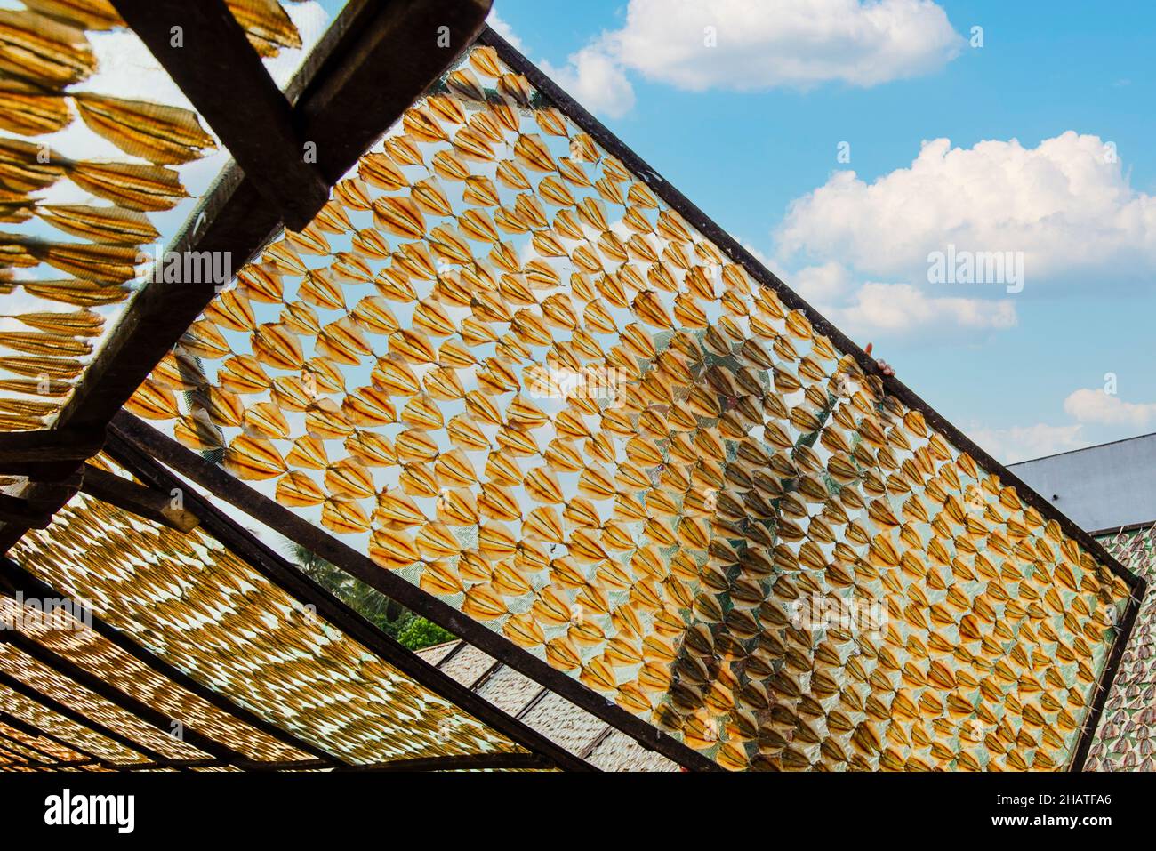 Arbeiter in der Trockenfischfabrik trocknen Selaroides leptolepis-Fische in der Sonne Stockfoto