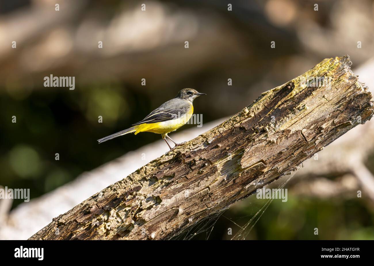 Grauer Wagtail auf einem Ast Stockfoto