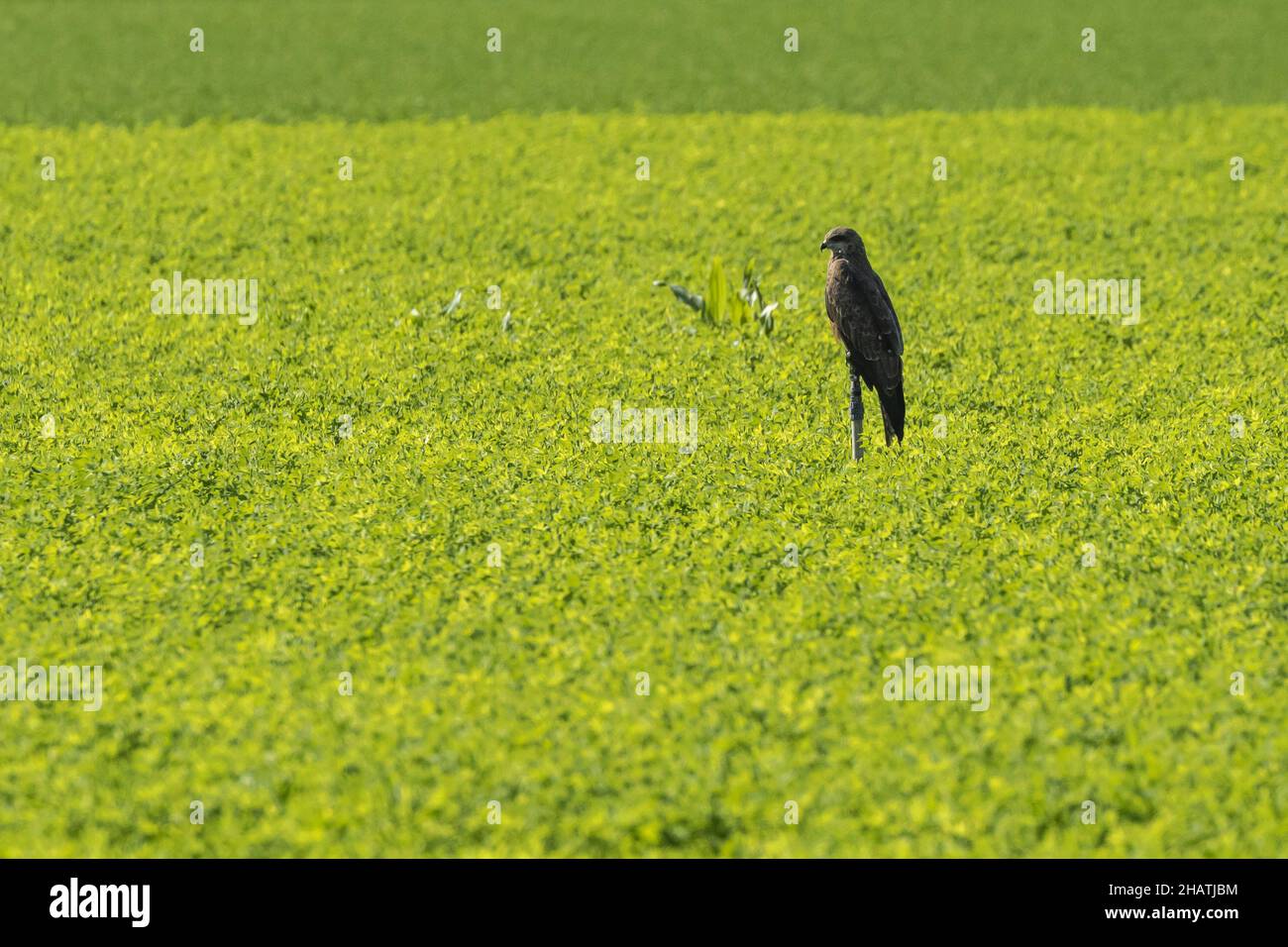 Schreiadler auf einer grünen Wiese Stockfoto