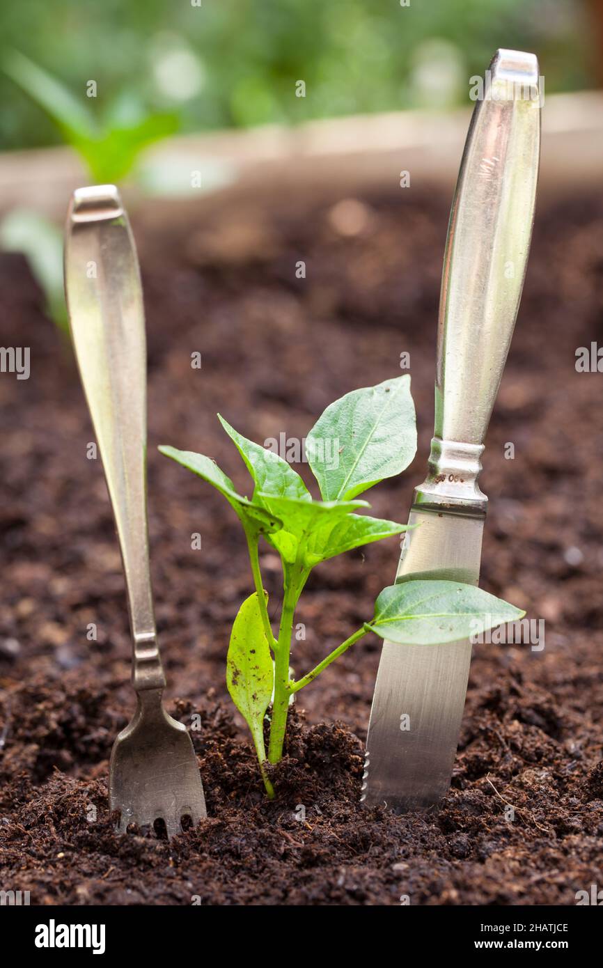 Gartenarbeit, Garten, Hand, Erde, Graben, Humus, Pflanze, Pflanzen, braun, Boden, Motor, Paprika, klein, jung, wachsen, Sanft, Boden, Gartenarbeit, Natur, n Stockfoto