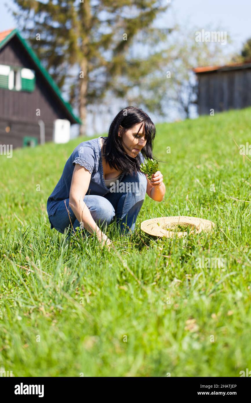 Frau sammelt, Wildgemüse, Wiese, Kräuter, Heilpflanzen, Gemüse, geschnitten, Österreich, Salat, frisch, Dandelion, Bauernhaus, grün, sitzen, knif Stockfoto