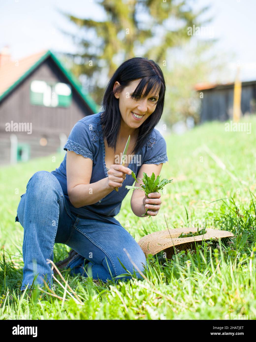 Dandelion, Frau, Gemüse, sammeln, schneiden, Wildgemüse, Österreich, Wiese, Salat, frische Kräuter, Frisch, auf dem Bauernhof, Landwirt, grün, sitzen, Kn Stockfoto